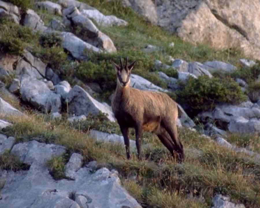 Milioane de animale împușcate cu voia Guvernului