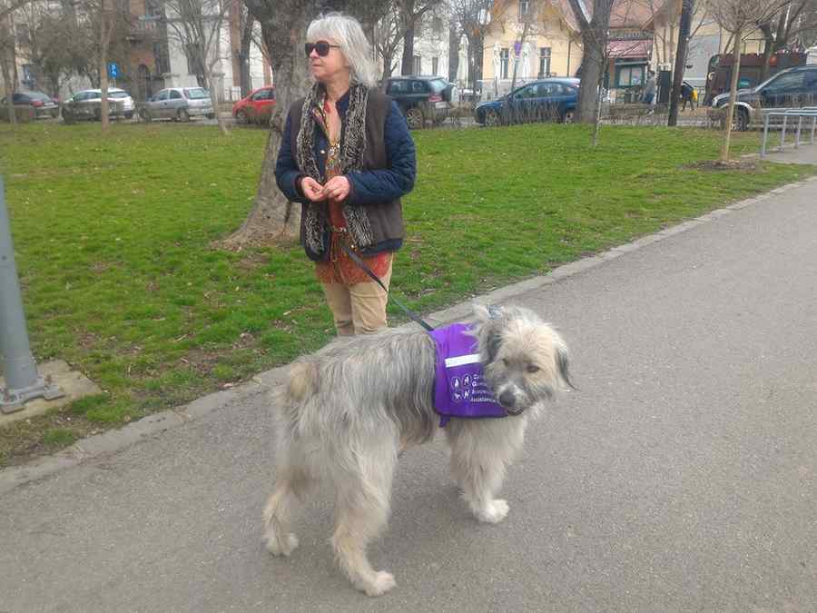 Metis abandonat, devenit câine de terapie