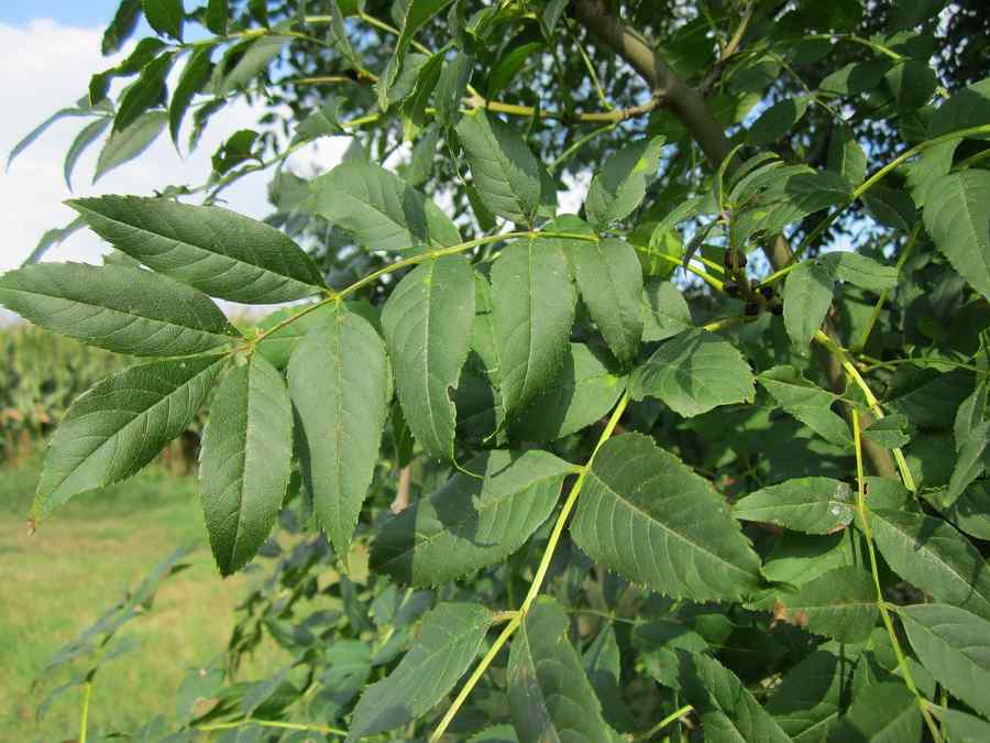 Frasinul – terapii naturiste