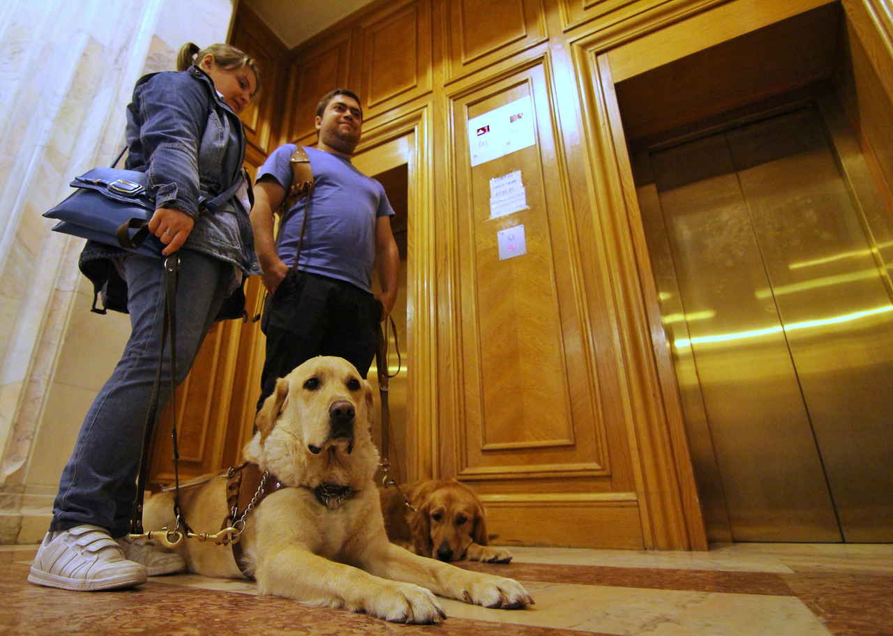 Mirosul stresului la oameni afectează starea câinilor