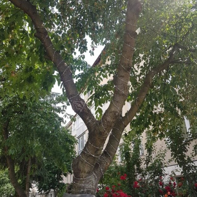 Cireşe protejate cu sârmă ghimpată