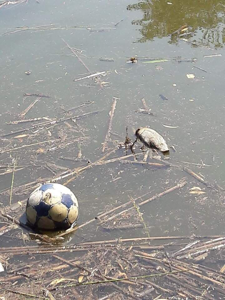 Dezastru ecologic în Parcul Bordei