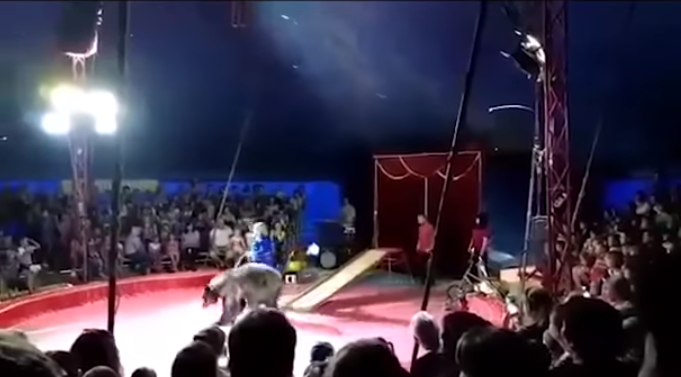 (VIDEO) Momente de groază la circ
