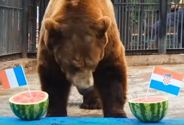 Alertă: Omorât de urs!