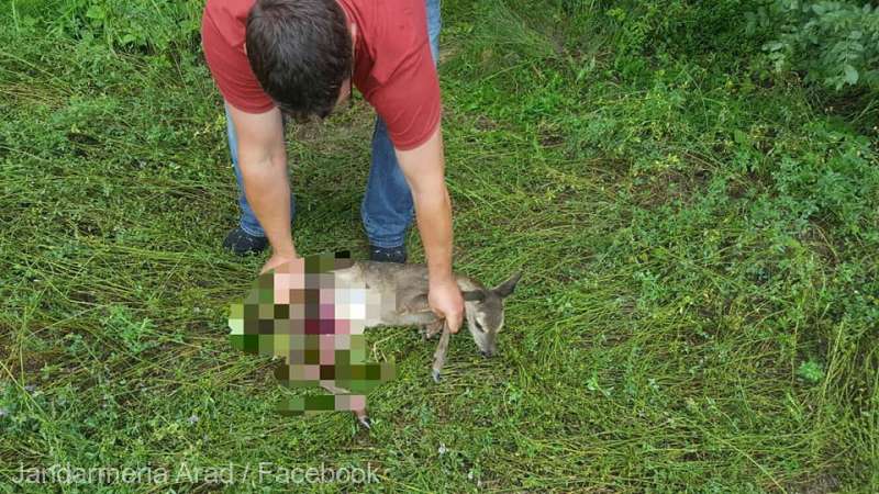 Întâmplare emoționantă, cu un pui de căprioară