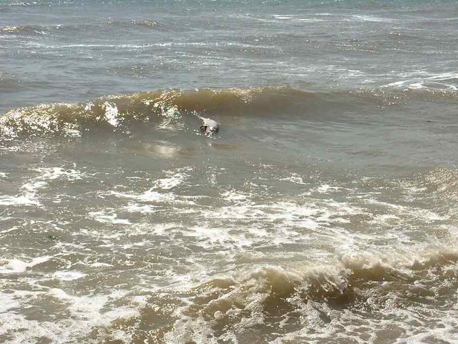 (VIDEO) Delfin salvat din plasele pescarilor