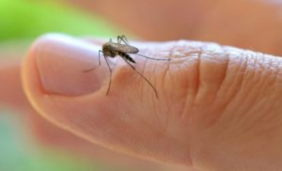 Primele cazuri de infecție cu virusul West Nile