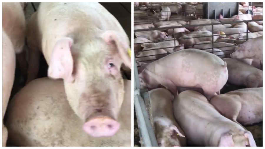 Guvernul Orban taie din ajutoarele pentru fermieri