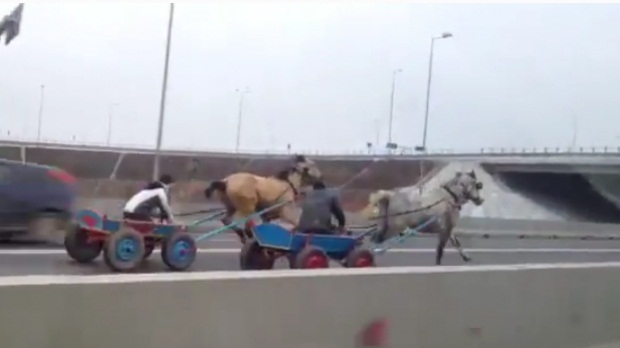 Pericolele de pe autostrăzi: urși, cai, trăsuri…