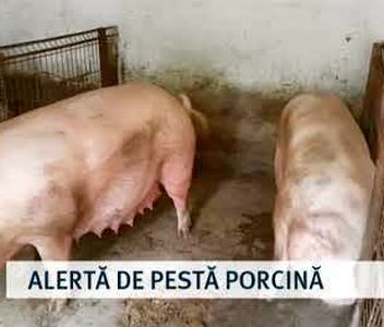 Topul negru al județelor cu pestă porcină