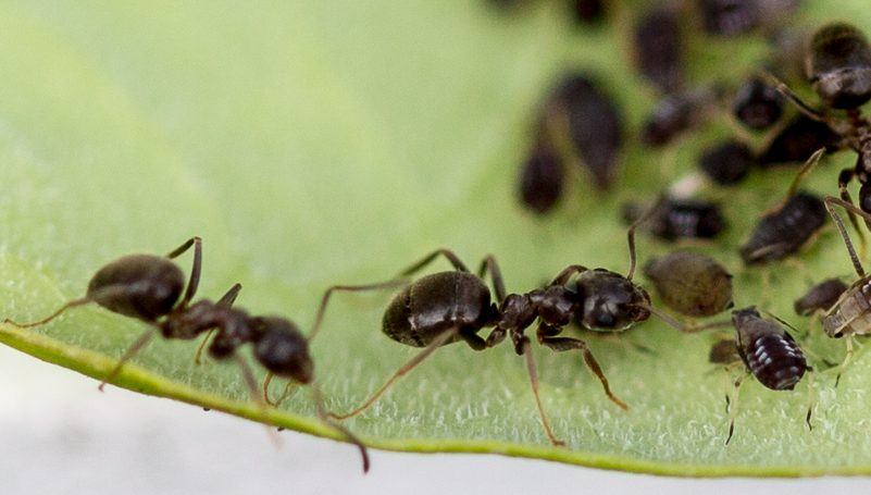 Ștefan Râmniceanu: NEO DEMOCRAȚIA – UN SISTEM IMPUS?