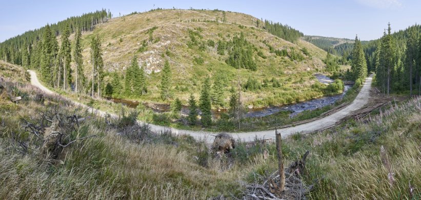 34 de cazuri de tăieri ilegale, în fiecare zi, în pădurile României