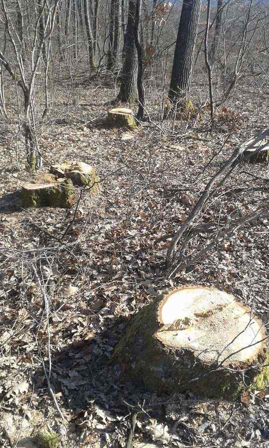 Pădurile, demnitarii și tăierile ilegale