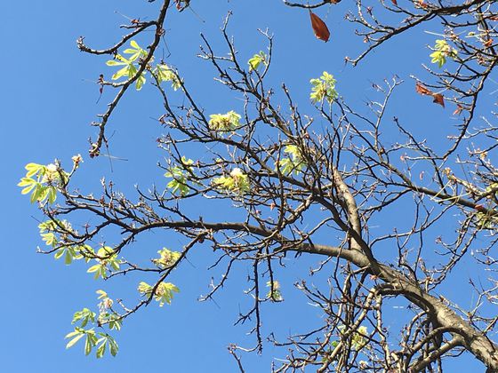 Au înnebunit castanii