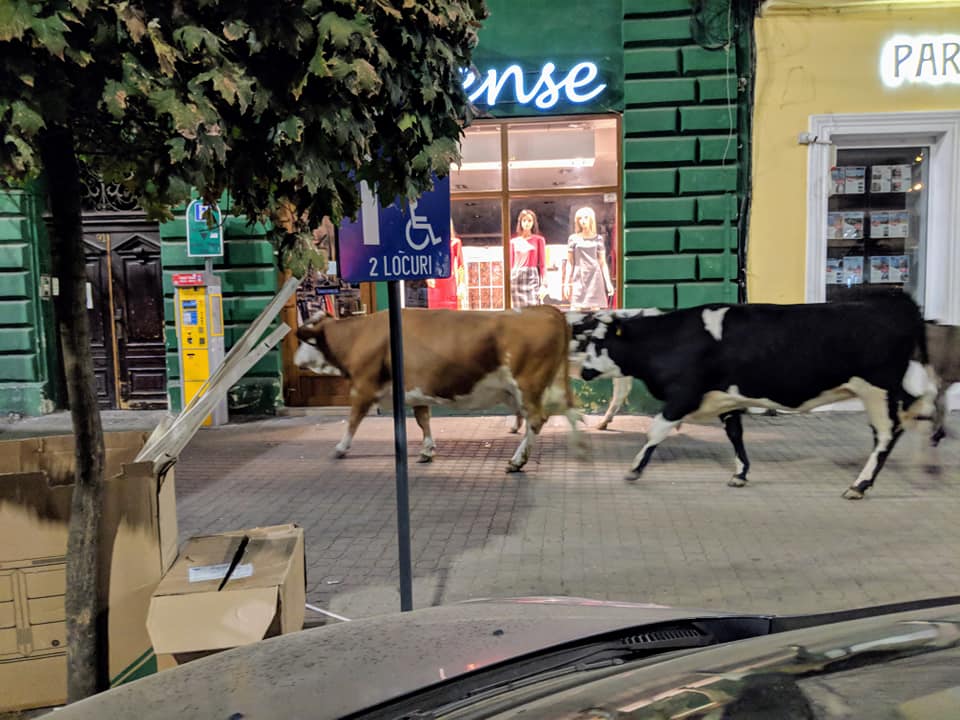(FOTO) Imaginile zilei: „Încet-încet ne civilizăm”