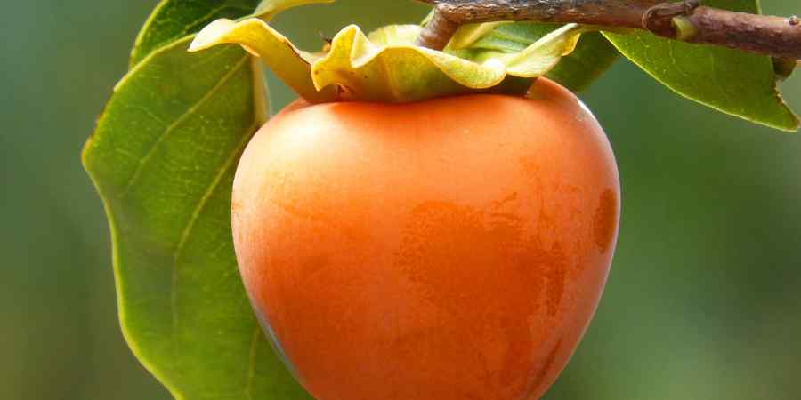 Imunitate de fier cu FRUCTUL ZEILOR
