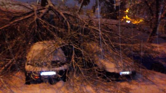 CA LA POTOP: a plouat cu peste 1.800 de copaci, sute de mașini avariate