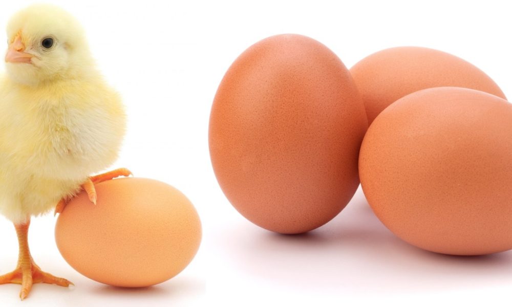 vedere la ouă de pui cât de ușor este să recâștigi vederea