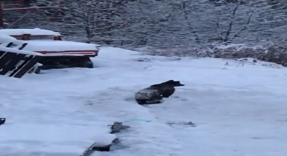 (VIDEO) S-a dat în spectacol!