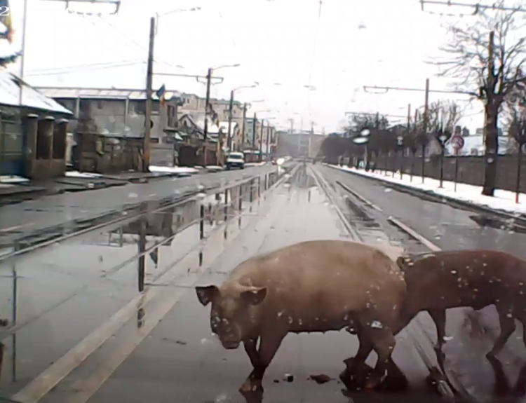 Porci, la plimbare pe o stradă din Cluj-Napoca