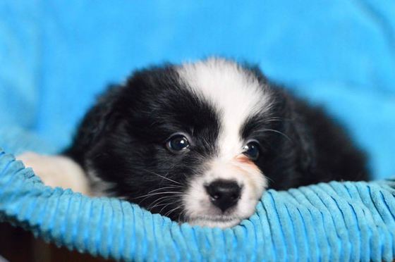 Reformă europeană în beneficiul animalelor de companie