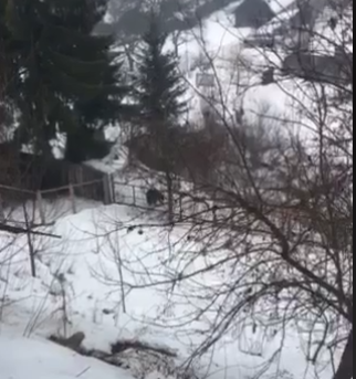 (VIDEO) Vecinul nostru cel de toate zilele