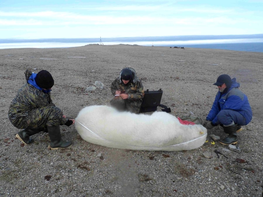 Oraș, invadat de …zeci de urși polari