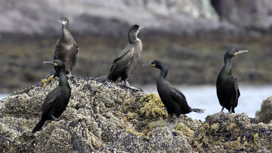 Cormoranii, ţintă a vânătorilor