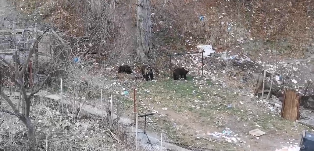 Urs într-o gospodărie din Piatra-Neamț