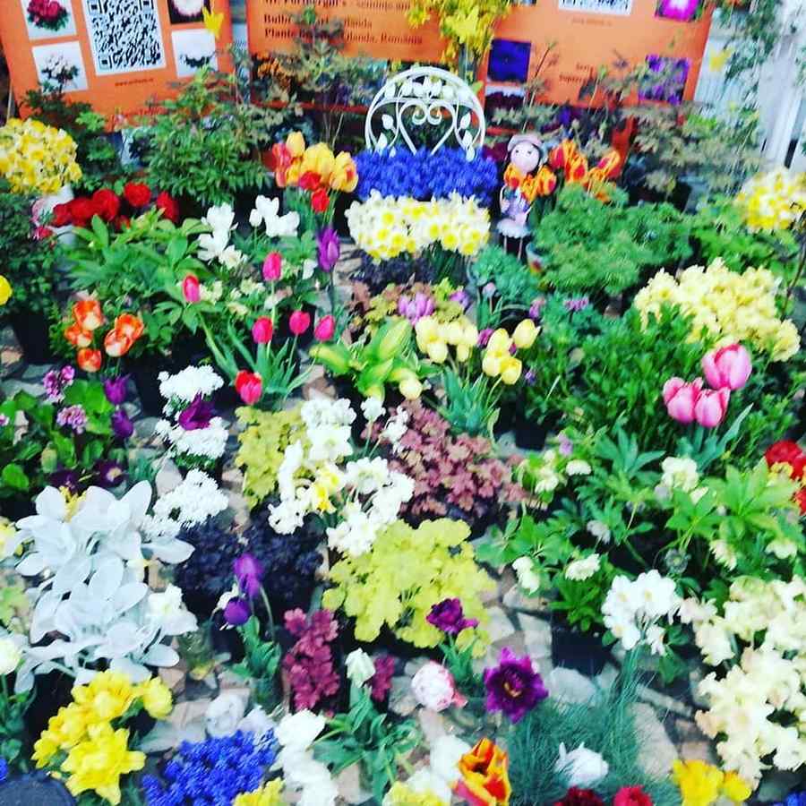 Câți români îşi sărbătoresc onomastica duminică, de Florii