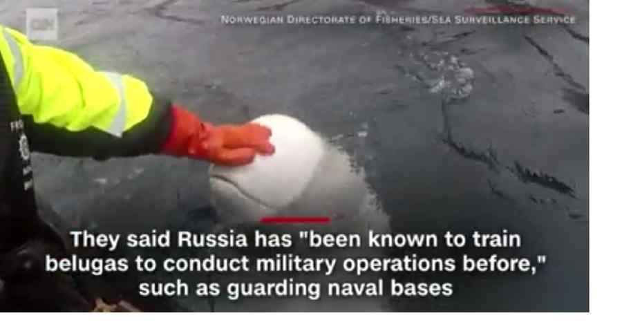 Știre de doi bani, manipulare cu balena albă