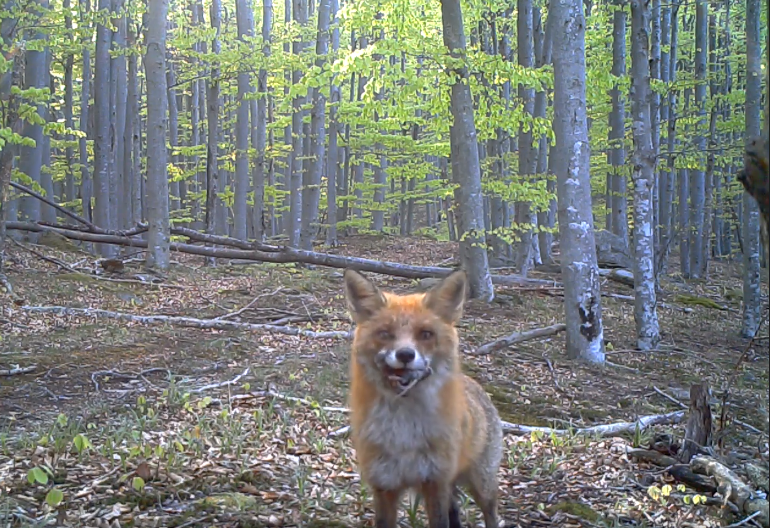 Imagini simpatice din Parcurile Naționale ale României