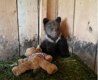 VIRAL. Scrisoarea unui pui de urs