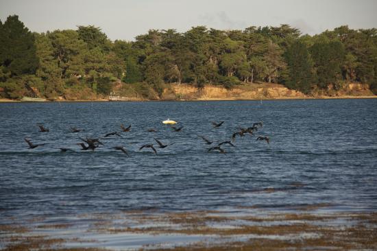 Cormoranii n-au păgubit pe nimeni