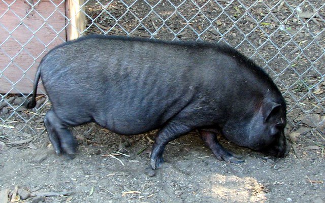 Porcii vietnamezi de la Zoo, eutanasiați