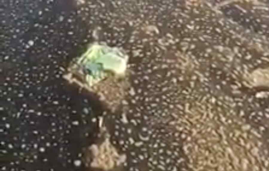 Deversare uriașă de excremente, în lacul Snagov