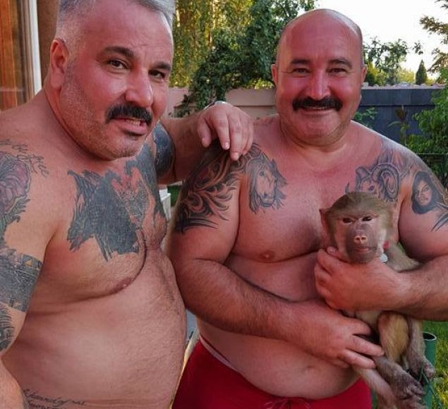 Operațiunea „Maimuța” – Alte două, plus o cămilă găsite!