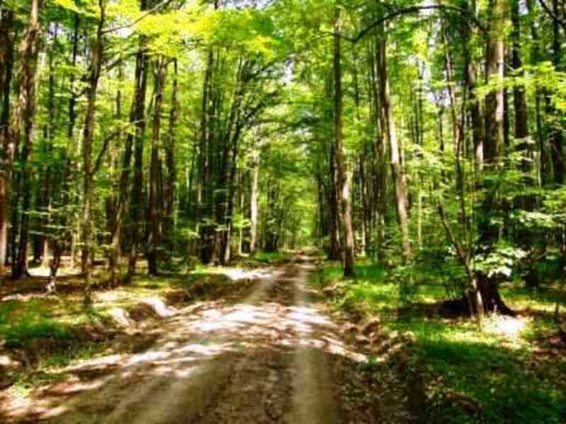 Banii din PNRR pentru păduri și diguri s-au dus pe apa sâmbetei