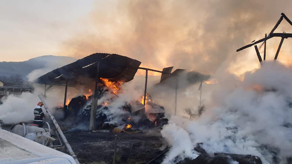 Hunedoara: scene de iad!