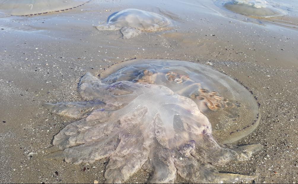 Meduze uriaşe pe litoral
