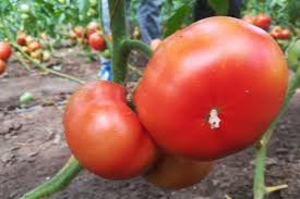 Scandalul legumelor toxice: Ce zic și procurorii