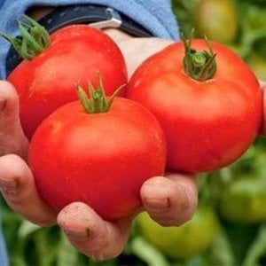 Fasole, marijuana… roșii