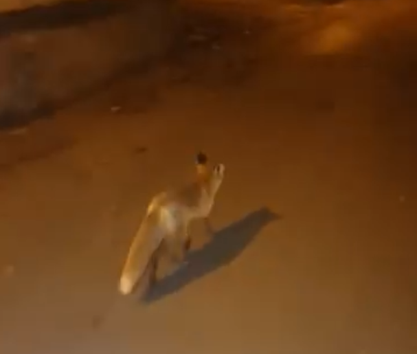 (VIDEO) Aventura urbană s-a încheiat!