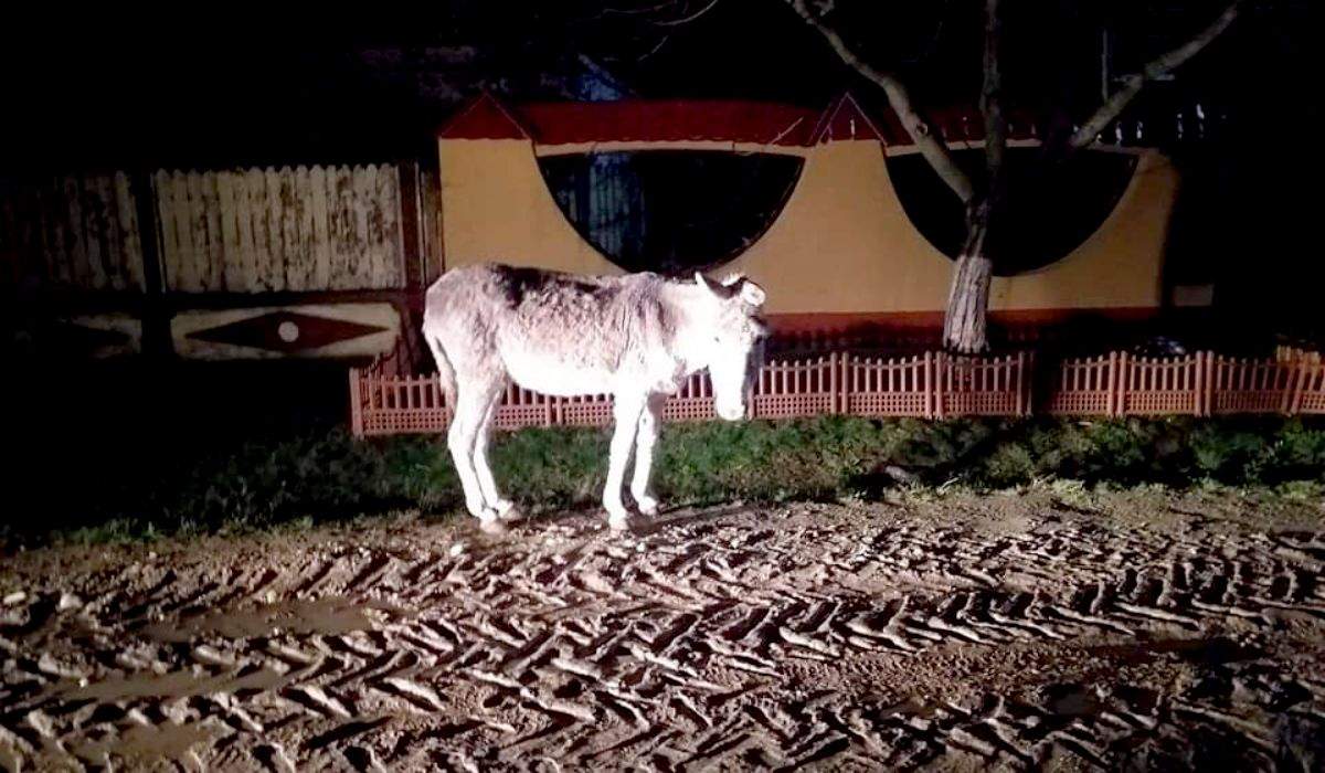 Apel pentru salvarea unui măgar