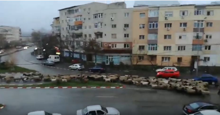 Transhumanță urbană la Alexandria