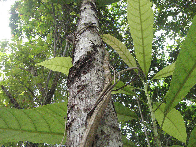 Chiar așa, ce este ayahuasca?