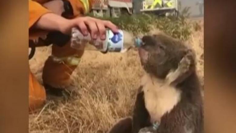 Imagini înduioșătoare: L-au salvat