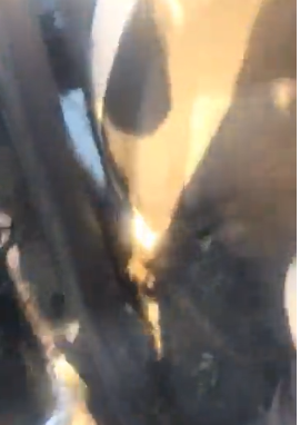 (VIDEO) Cruzimea de pe câmp: „Se pare că s-a petrecut marţi”