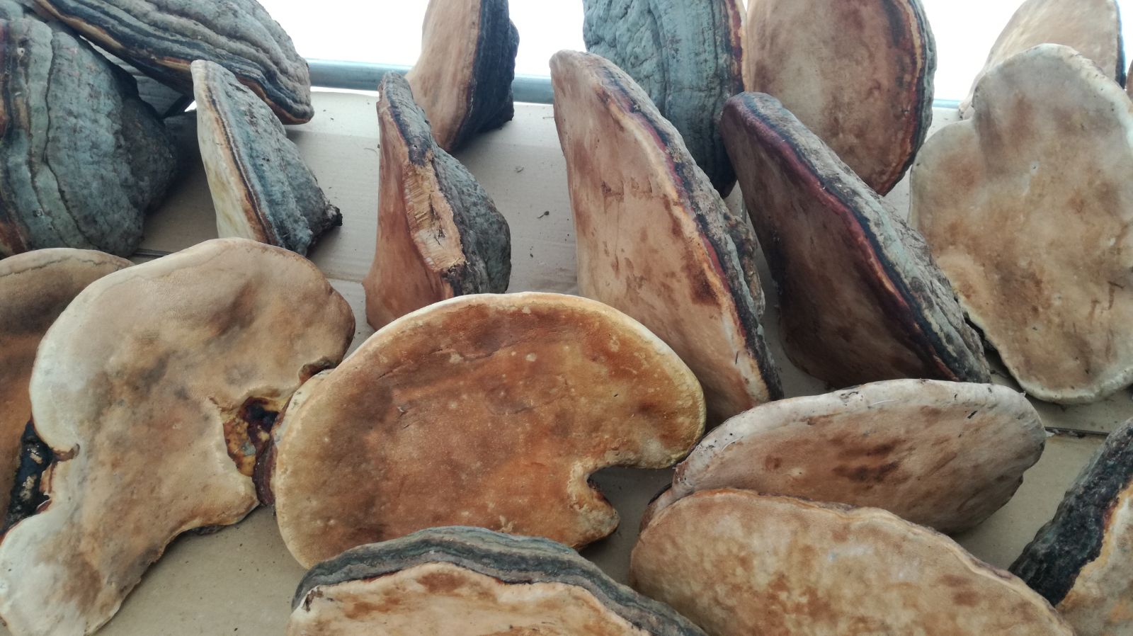 Legume asiatice, din pământ românesc