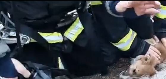 Cruzime. Câine aruncat peste balustradă